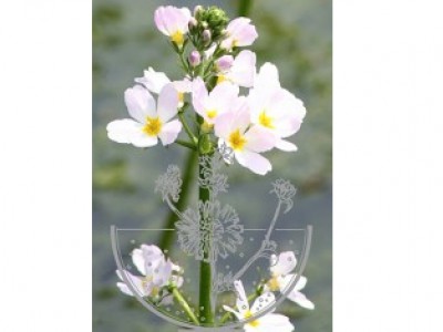 Foto Water Violet