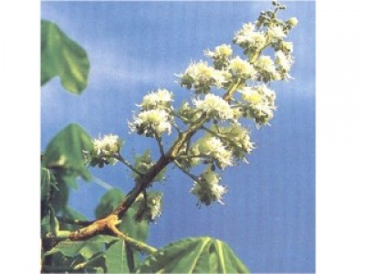 Foto White Chestnut