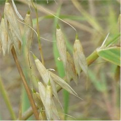 Foto Wild Oat