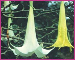 Foto Angel's Trumpet