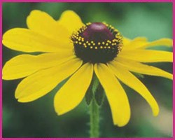 Foto Black-Eyed Susan (Califrnia)