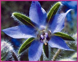 Foto Borage