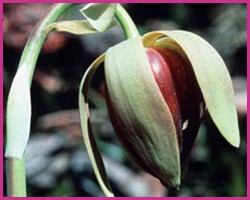 Foto Califrnia Pitcher Plant