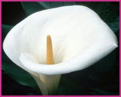 Foto Calla Lily