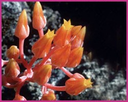 Foto Canyon Dudleya