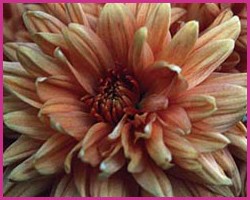 Foto Chrysanthemum