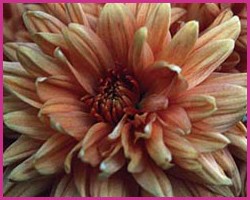 Chrysanthemum