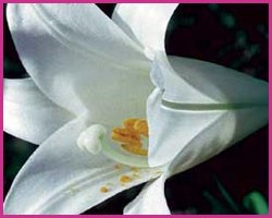 Easter Lily