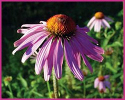 Foto Echinacea