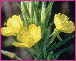 Evening Primrose