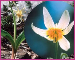 Foto Fawn Lily