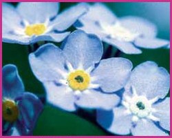 Foto Forget-Me-Not
