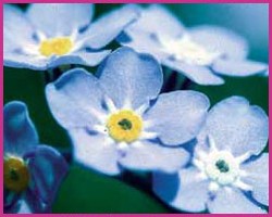 Forget-Me-Not