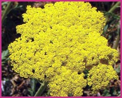 Golden Yarrow