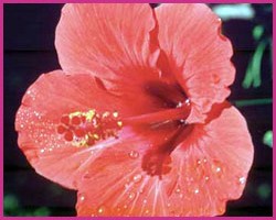 Foto Hibiscus