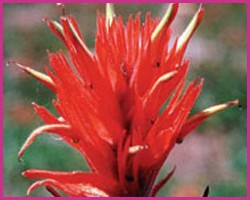 Indian Paintbrush