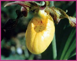 Lady's Slipper