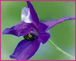 Foto Larkspur