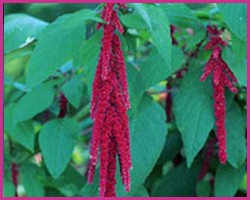 Foto Love Lies Bleeding