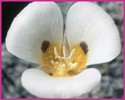 Foto Mariposa Lily