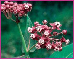 Foto Milkweed