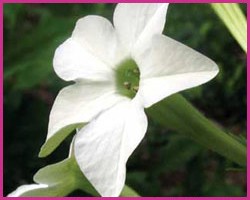 Foto Nicotiana