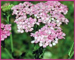 Foto Pink Yarrow