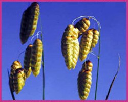 Quaking Grass