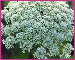 Queen Anne's Lace