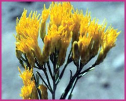 Foto Rabbitbrush