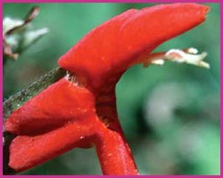 Scarlet Monkeyflower