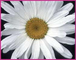 Foto Shasta Daisy