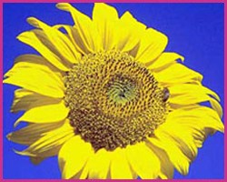 Foto Sunflower