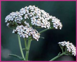 Yarrow