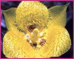 Foto Yellow Star Tulip