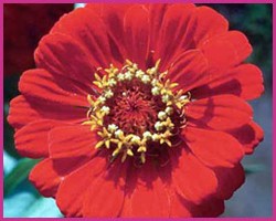 Zinnia