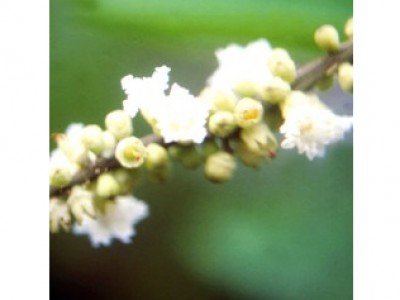 Foto Boa Sorte (Codia verbenacea)