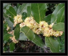 Laurus Nobilis