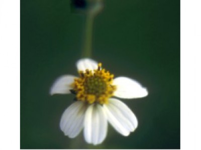 Leucantha