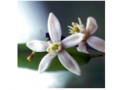 Foto Limão (Floral Saint Germain)