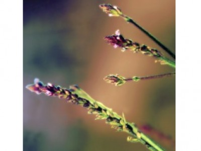 Verbena (Floral Saint Germain)