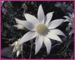 Flannel Flower