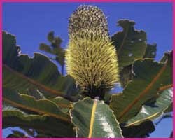 Foto Banksia Robur