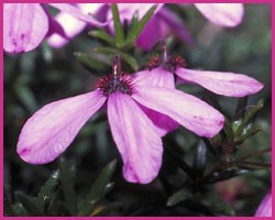 Black-Eyed Susan (Austrlia)