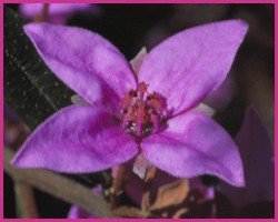 Boronia