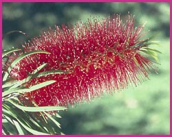 Foto Bottlebrush