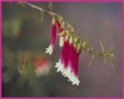 Foto Bush Fuchsia