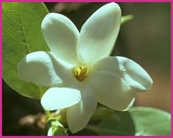 Bush Gardenia