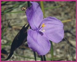 Bush Iris