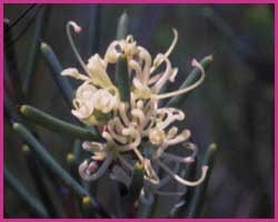 Dagger Hakea